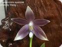 Phal. speciosa Blue x bellina blue